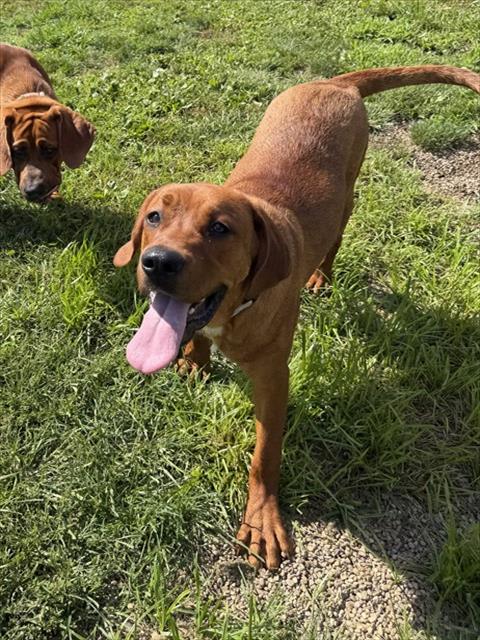 Photo of BUDDY