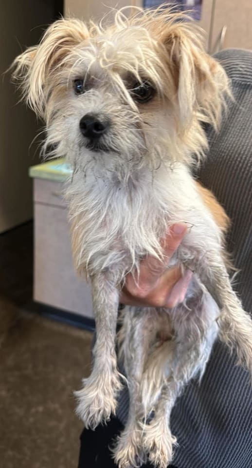 Photo of Found stray: Alice