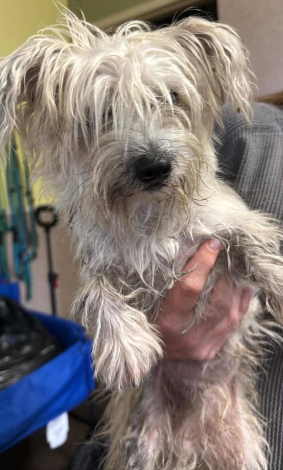 Photo of Found stray: Alex