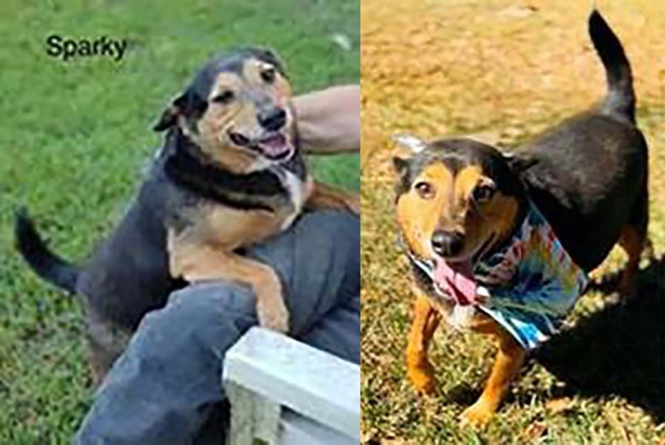 Photo of Sparky I