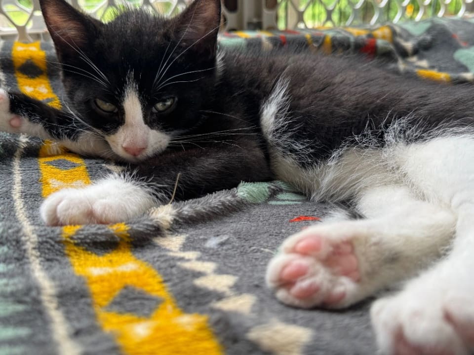 Photo of Coco