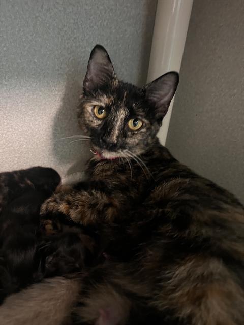 Photo of ARTEMIS