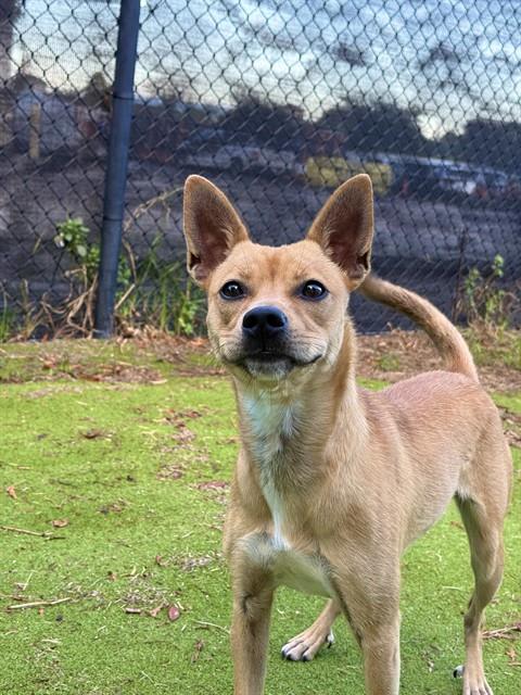 Photo of CANELA