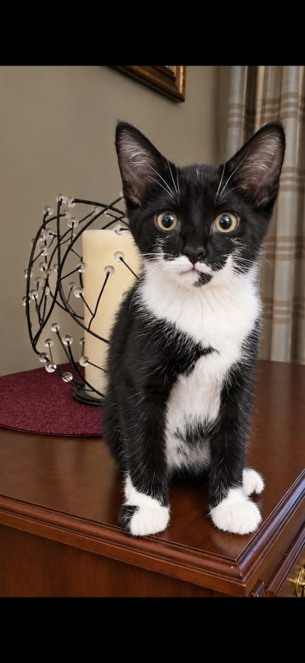 Photo of Alfie (Your Future Shoulder Cat)