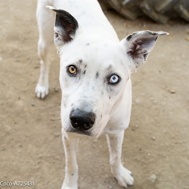 Photo of COCO