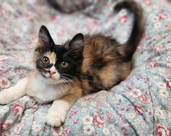 Photo of Kitten 27795 (Fettuccine)