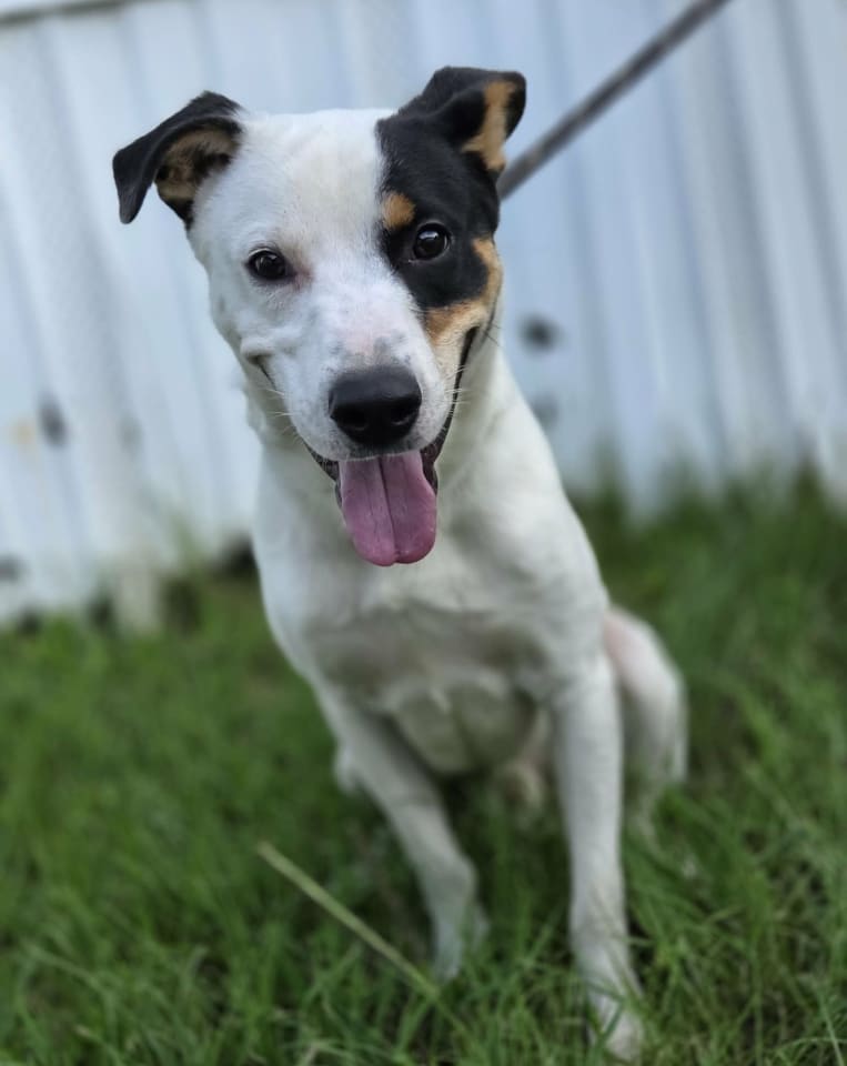 Photo of Ziggy
