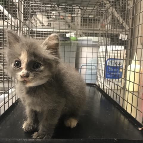 Photo of DUSTY