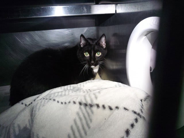 Photo of Cat