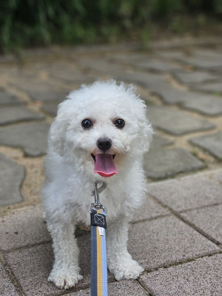 Photo of Toto (S. Korea) hz