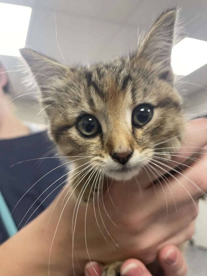 Photo of Hershey