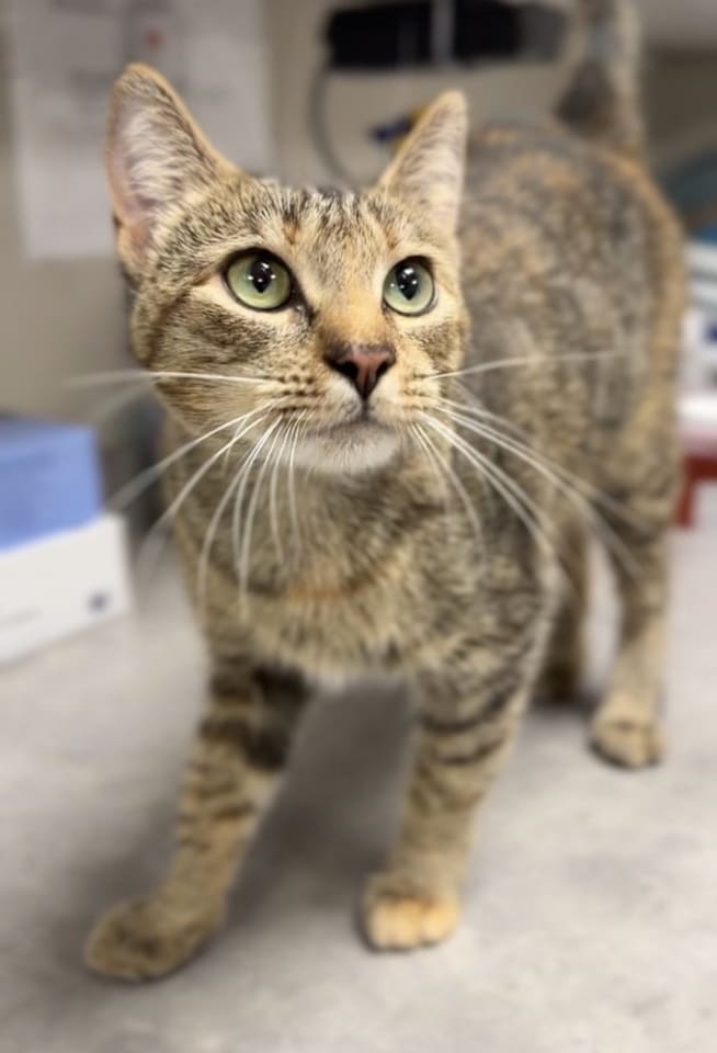 Photo of Chewie