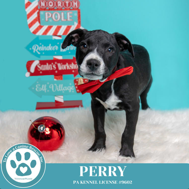 Photo of Obi (aka Perry) (Sugarplums) 120724
