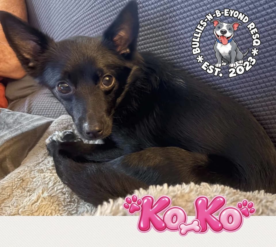Photo of Ko Ko