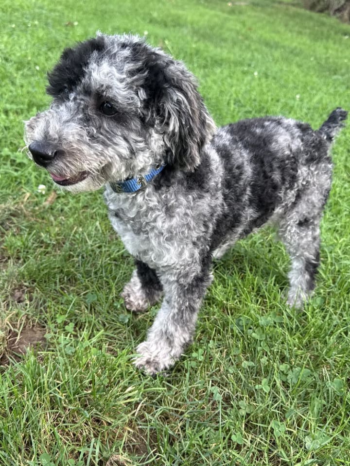 Photo of Chip