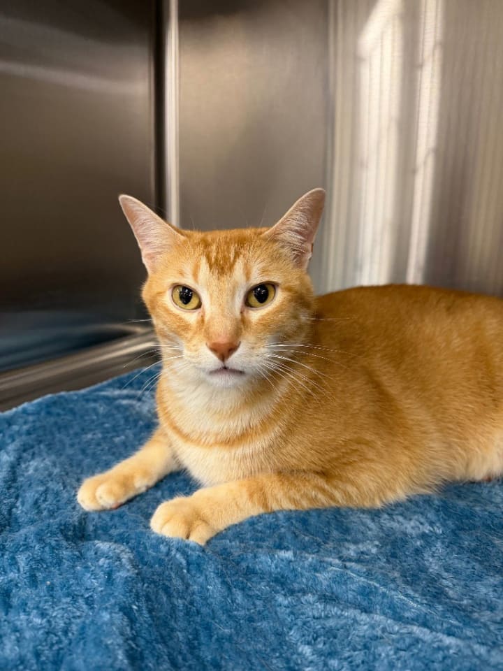 Photo of Apollo