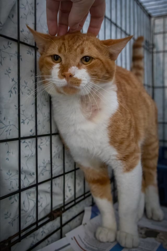 Photo of Filbert