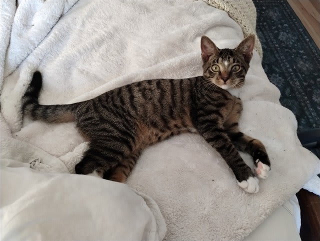 Photo of ZEPHYR