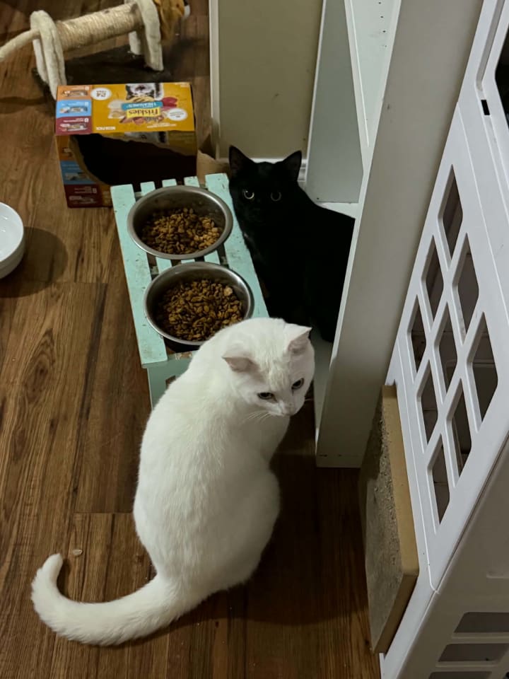 Photo of Everest and Lumi.