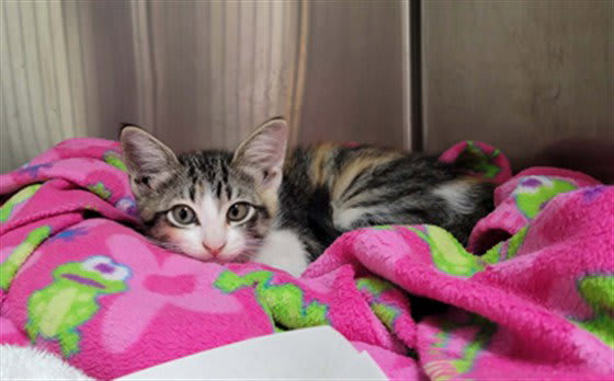 Photo of CALLIE