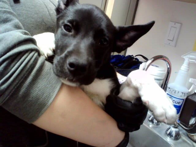Photo of CLOVER