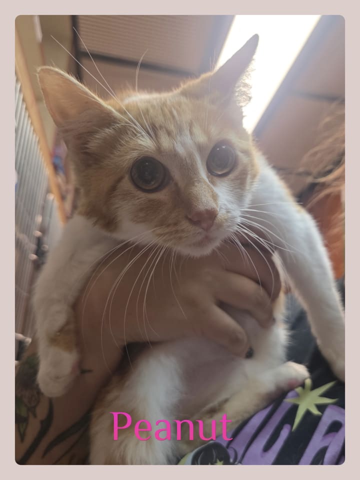 Photo of PEANUT