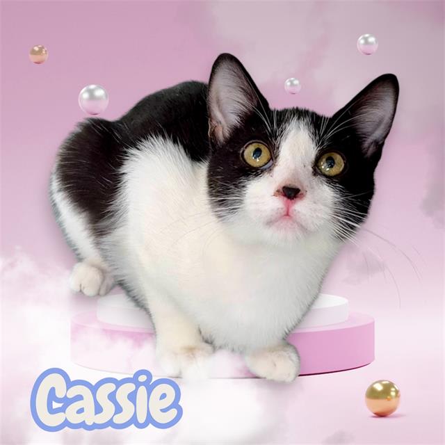 Photo of CASSIE