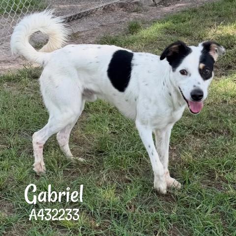 Photo of GABRIEL