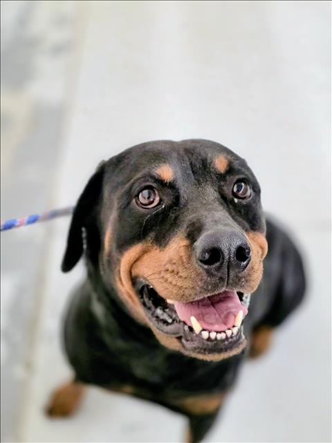 Photo of Dog