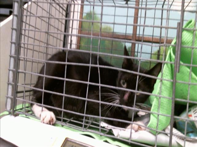 Photo of Cat