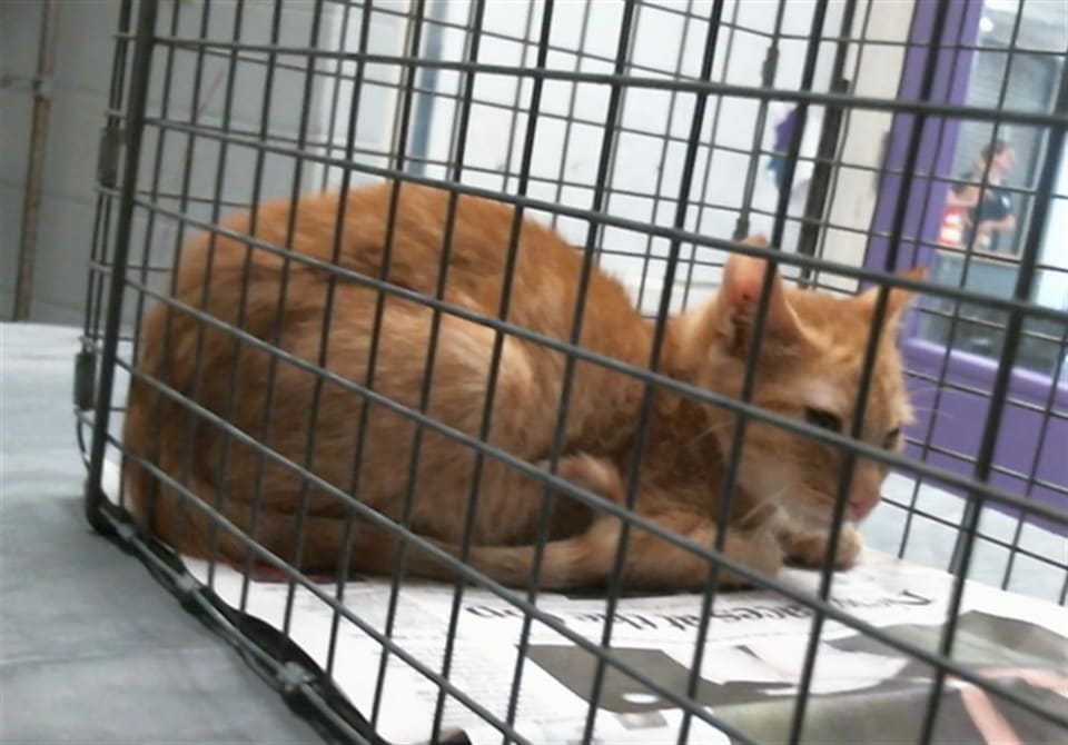 Photo of Cat