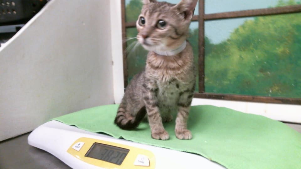 Photo of Cat