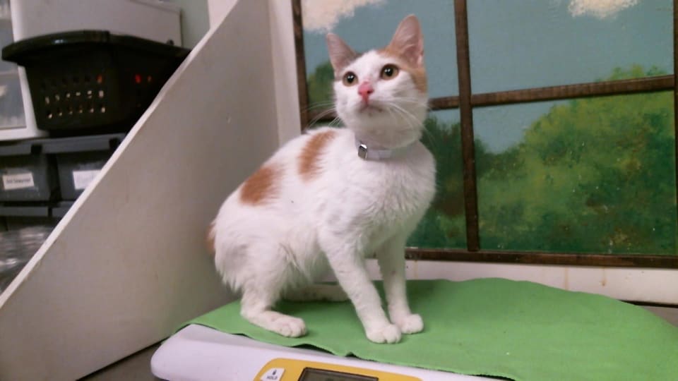 Photo of Cat