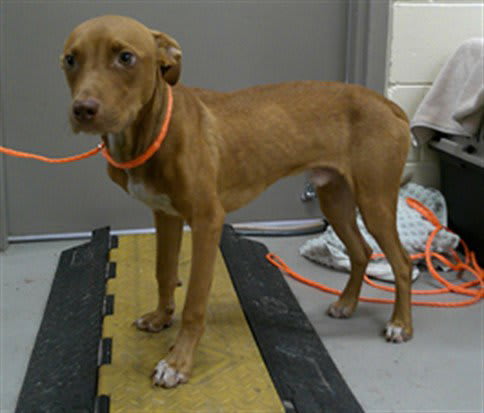Photo of PUMPKIN