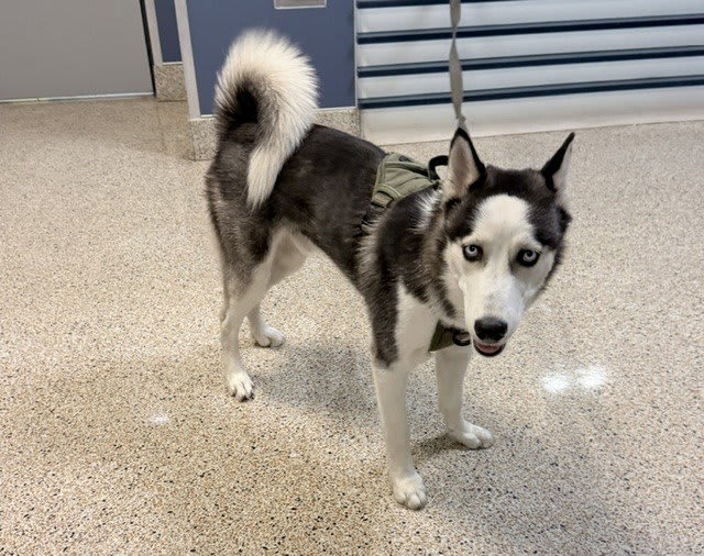 Photo of LUCKY