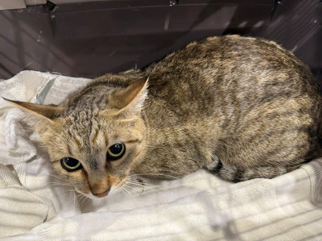 Photo of HONEY