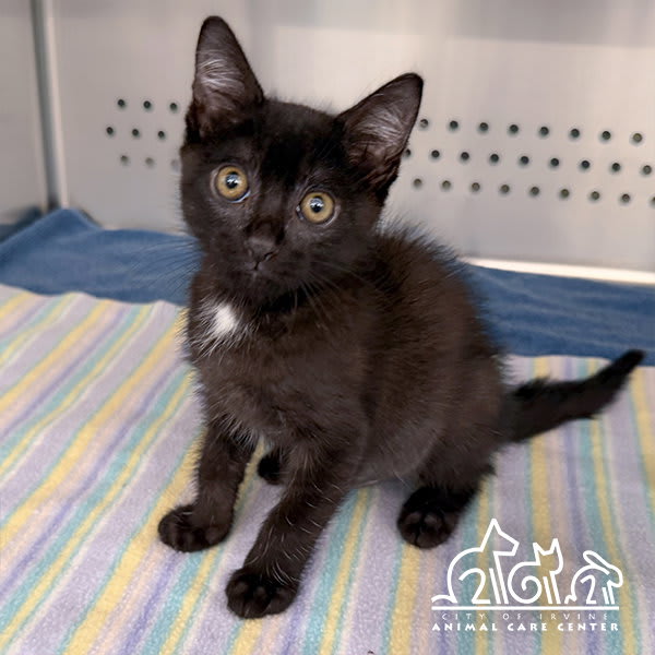 Photo of LOKI