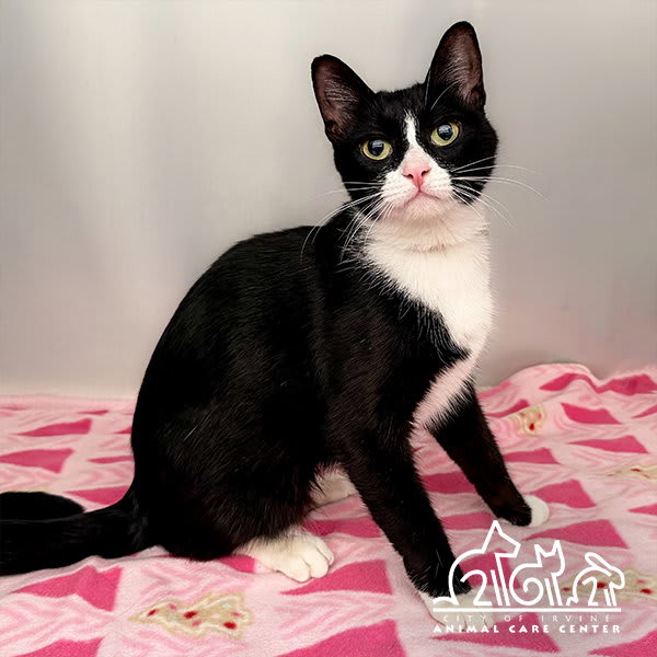 Photo of SLINKY