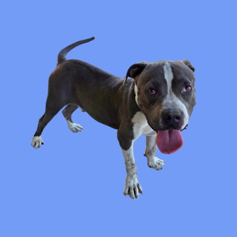 Photo of SPYRO