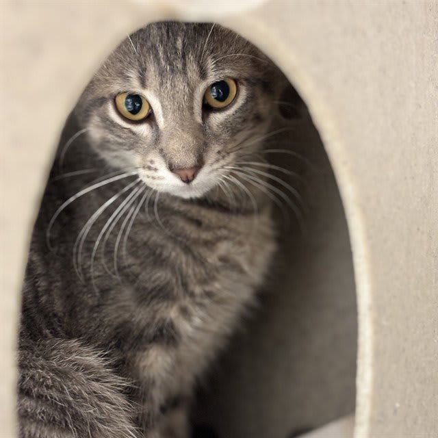 Photo of Cat
