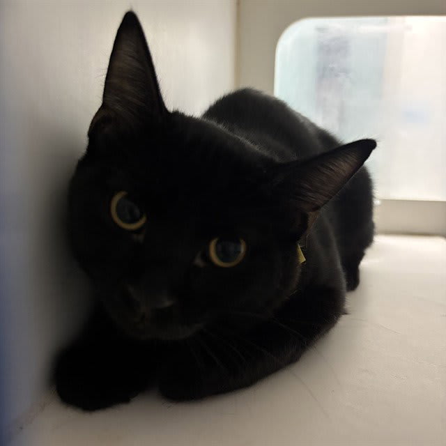 Photo of Cat