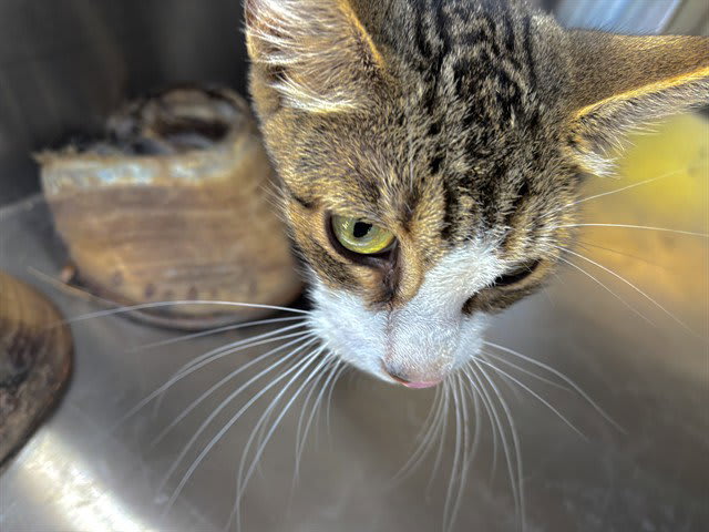 Photo of Cat