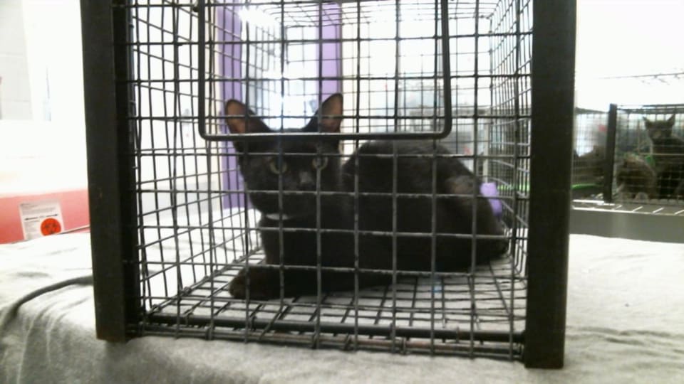 Photo of MIDNIGHT ROSE