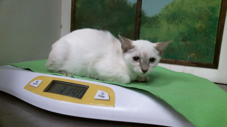 Photo of Cat