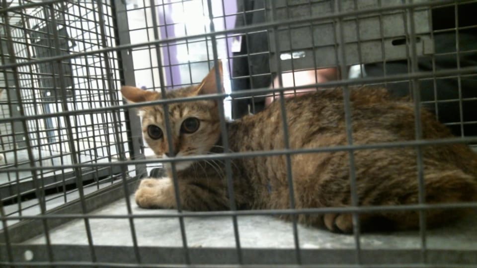 Photo of Cat