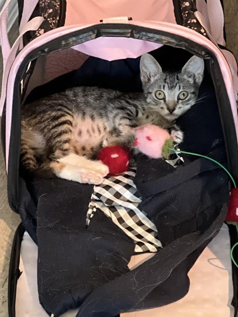 Photo of HARPURRR