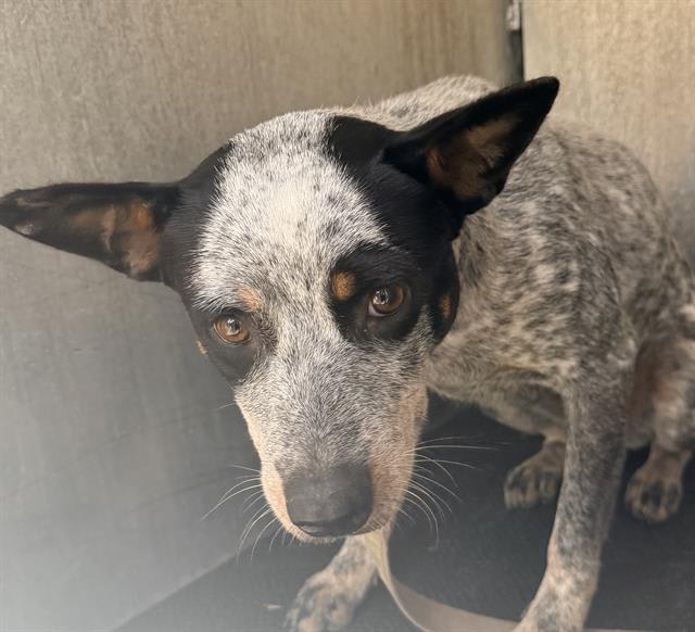 Photo of BLUE