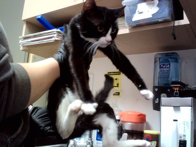 Photo of Cat
