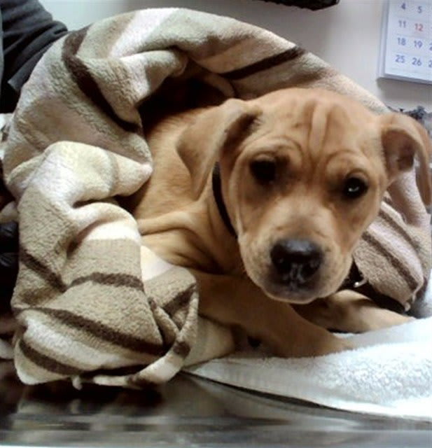 Photo of Dog