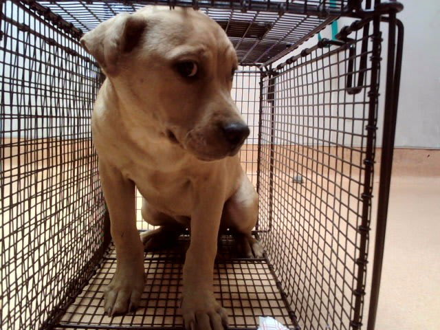 Photo of Dog
